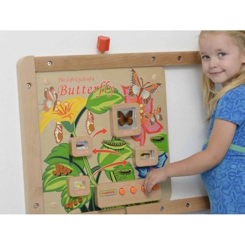 Cykl Życia Motylka Tablica Edukacyjna Masterkidz Cykl Życia Motylka Tablica Edukacyjna Masterkidz