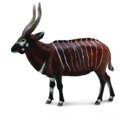 COLLECTA ANTYLOPA BONGO