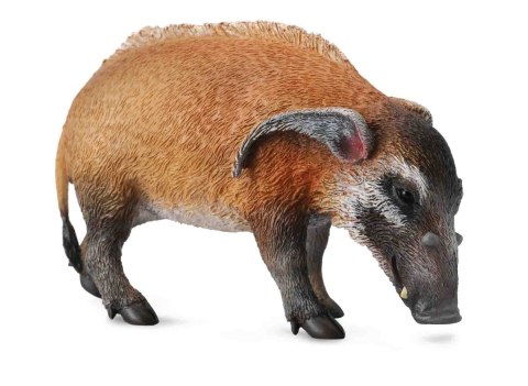 COLLECTA ŚWINIA RZECZNA COLLECTA ŚWINIA RZECZNA