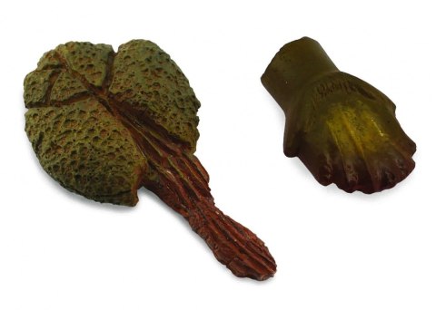 COLLECTA ZĄB I OGON ANKYLOZAURA W OPAKOWANIU COLLECTA ZĄB I OGON ANKYLOZAURA W OPAKOWANIU