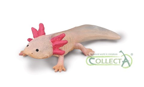 COLLECTA AKSOLOTL