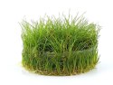 ECO PLANT - ELEOCHARIS ACICULARIS - INVITRO MAŁY KUBEK