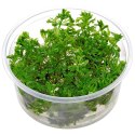 ECO PLANT - LIMNOPHILA SESSILIFLORA - INVITRO MAŁY KUBEK