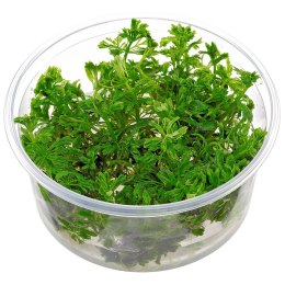 ECO PLANT - LIMNOPHILA SESSILIFLORA - INVITRO MAŁY KUBEK