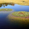 ECO PLANT - LIMNOPHILA SESSILIFLORA - INVITRO MAŁY KUBEK