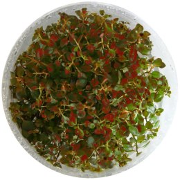 ECO PLANT - LUDWIGIA SUPER MINI RED - INVITRO MAŁY KUBEK