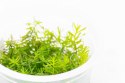 ECO PLANT - ROTALA NANJENSHAN - INVITRO MAŁY KUBEK