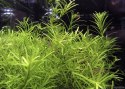 ECO PLANT - ROTALA NANJENSHAN - INVITRO MAŁY KUBEK