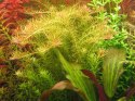 ECO PLANT - ROTALA NANJENSHAN - INVITRO MAŁY KUBEK