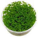 ECO PLANT - BACOPA MONNIERI- INVITRO MAŁY KUBEK