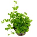 ECO PLANT - BACOPA MONNIERI- INVITRO MAŁY KUBEK