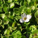 ECO PLANT - BACOPA MONNIERI- INVITRO MAŁY KUBEK