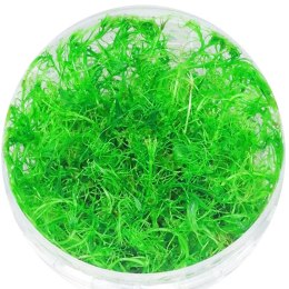 ECO PLANT - BACOPA MYRIOPHYLLOIDES - INVITRO MAŁY KUBEK