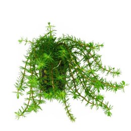 ECO PLANT - BACOPA MYRIOPHYLLOIDES - INVITRO MAŁY KUBEK