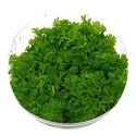 ECO PLANT - CERATOPTERIS THALICTROIDES FEIN - INVITRO MAŁY KUBEK