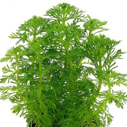 ECO PLANT - CERATOPTERIS THALICTROIDES FEIN - INVITRO MAŁY KUBEK