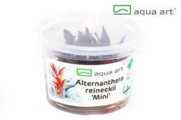 ECO PLANT ALTERNANTHERA REINECKII MINI - INVITRO MAŁY KUBEK