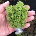 ECO PLANT - MICRANTHEMUM UMBROSUM - INVITRO MAŁY KUBEK