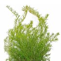 ECO PLANT - ROTALA PERIYA - INVITRO MAŁY KUBEK