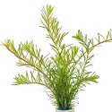 ECO PLANT - ROTALA PERIYA - INVITRO MAŁY KUBEK