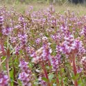 ECO PLANT - ROTALA PERIYA - INVITRO MAŁY KUBEK