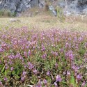 ECO PLANT - ROTALA PERIYA - INVITRO MAŁY KUBEK