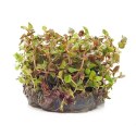 ECO PLANT - ROTALA MACANDRA - INVITRO MAŁY KUBEK