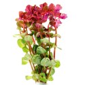 ECO PLANT - ROTALA MACANDRA - INVITRO MAŁY KUBEK