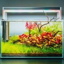 ECO PLANT - ROTALA MACANDRA - INVITRO MAŁY KUBEK